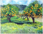 Sinaasappelboomgaard